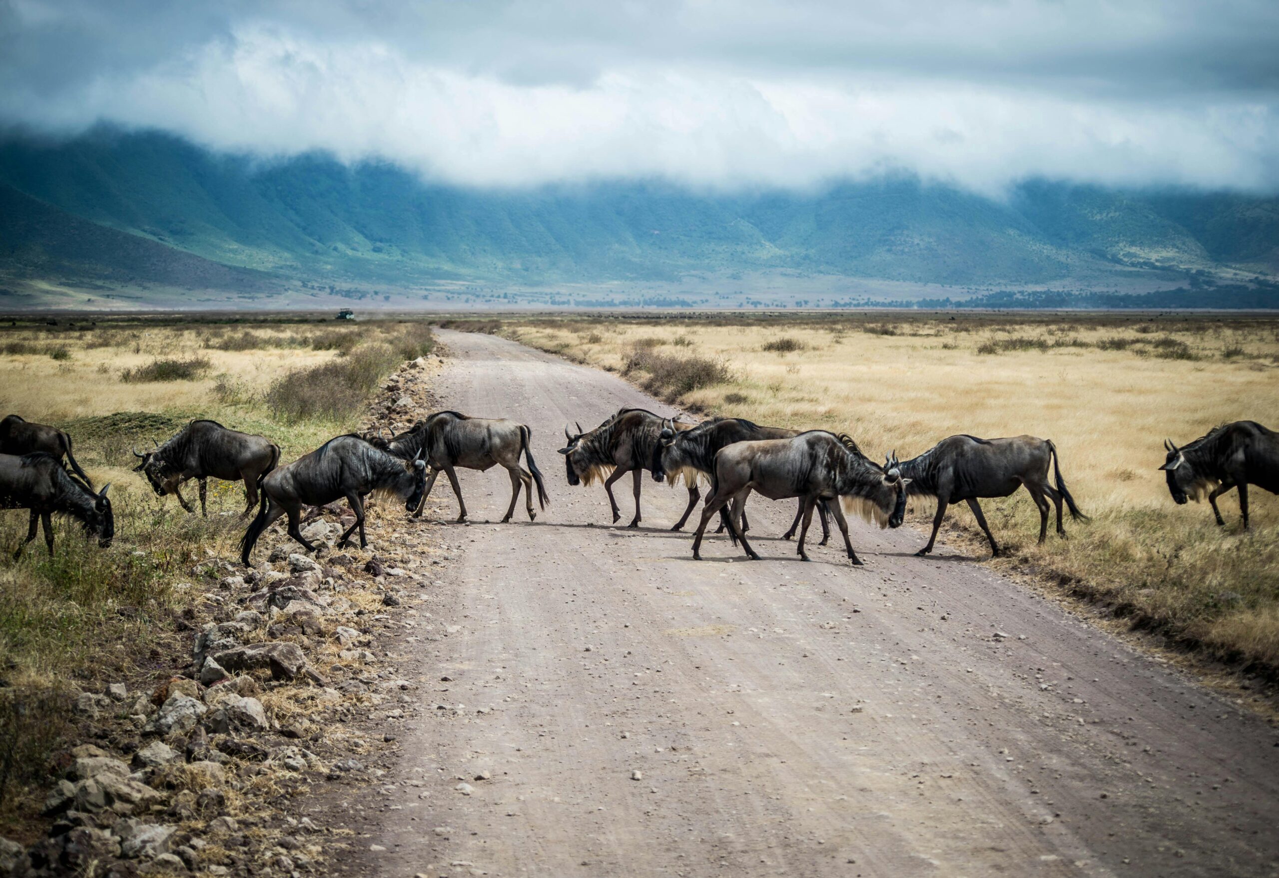 Great Migration wildebeest herd on a 3-Day Classic Serengeti Safari Adventure in Tanzania 2025