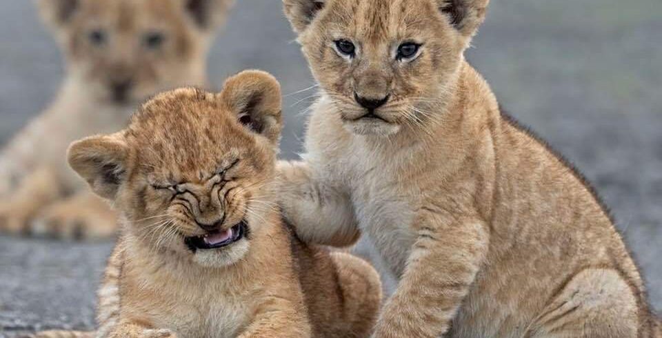 Lion spotting during a 3-Day Serengeti Safari Adventure game drive in Serengeti National Park