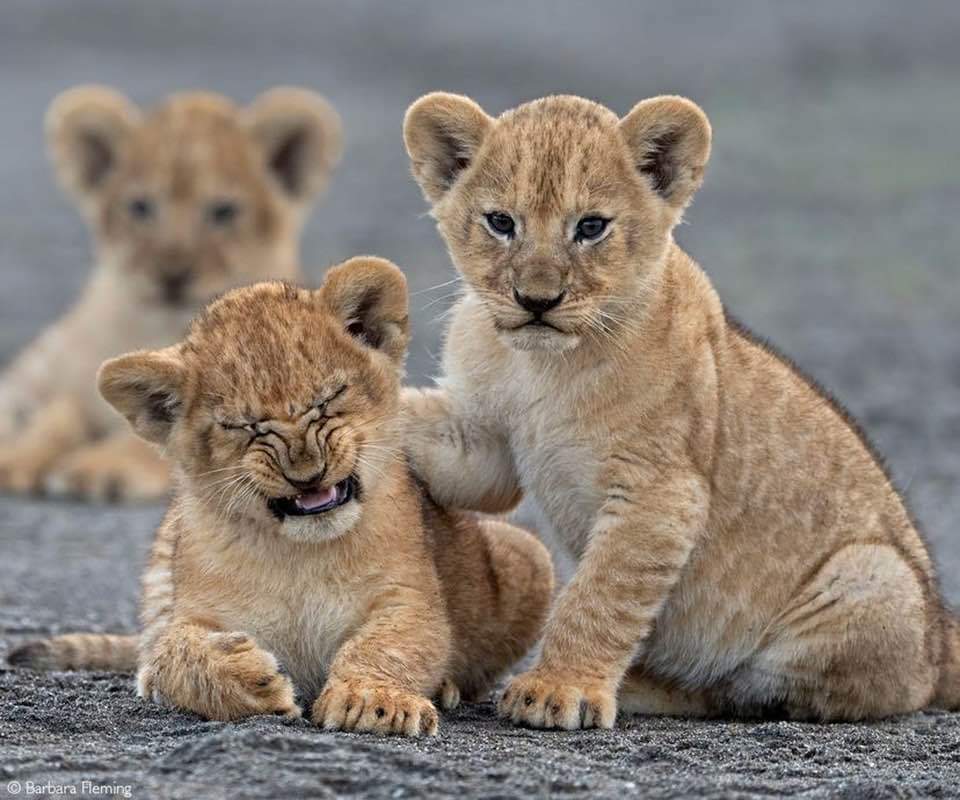 Lion spotting during a 3-Day Serengeti Safari Adventure game drive in Serengeti National Park