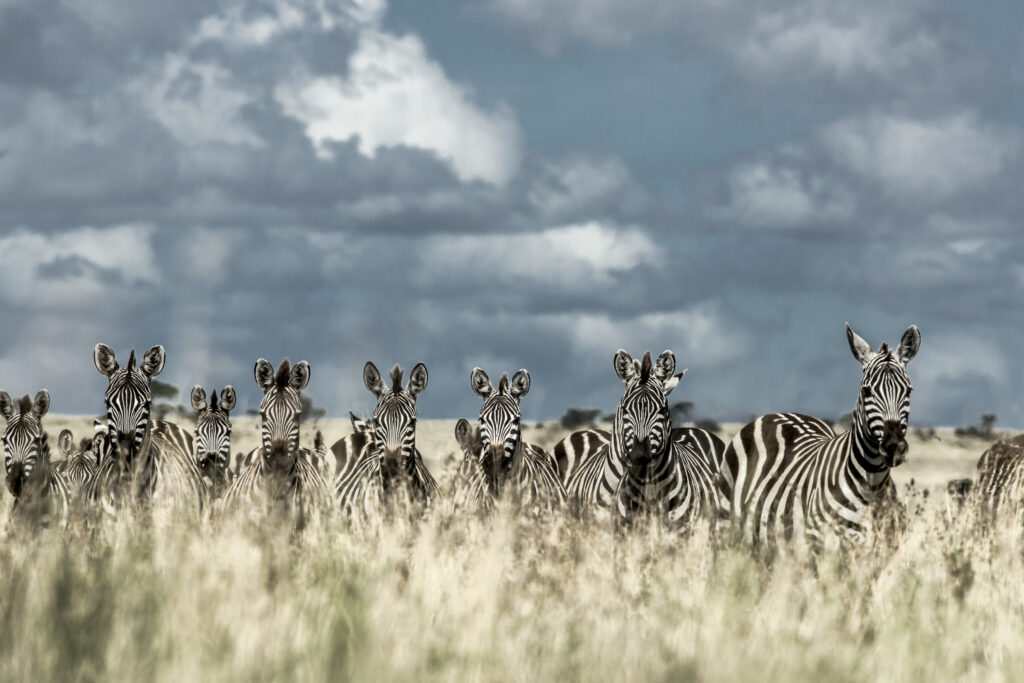 zebras in Serengeti National Park Tanzania in 2025