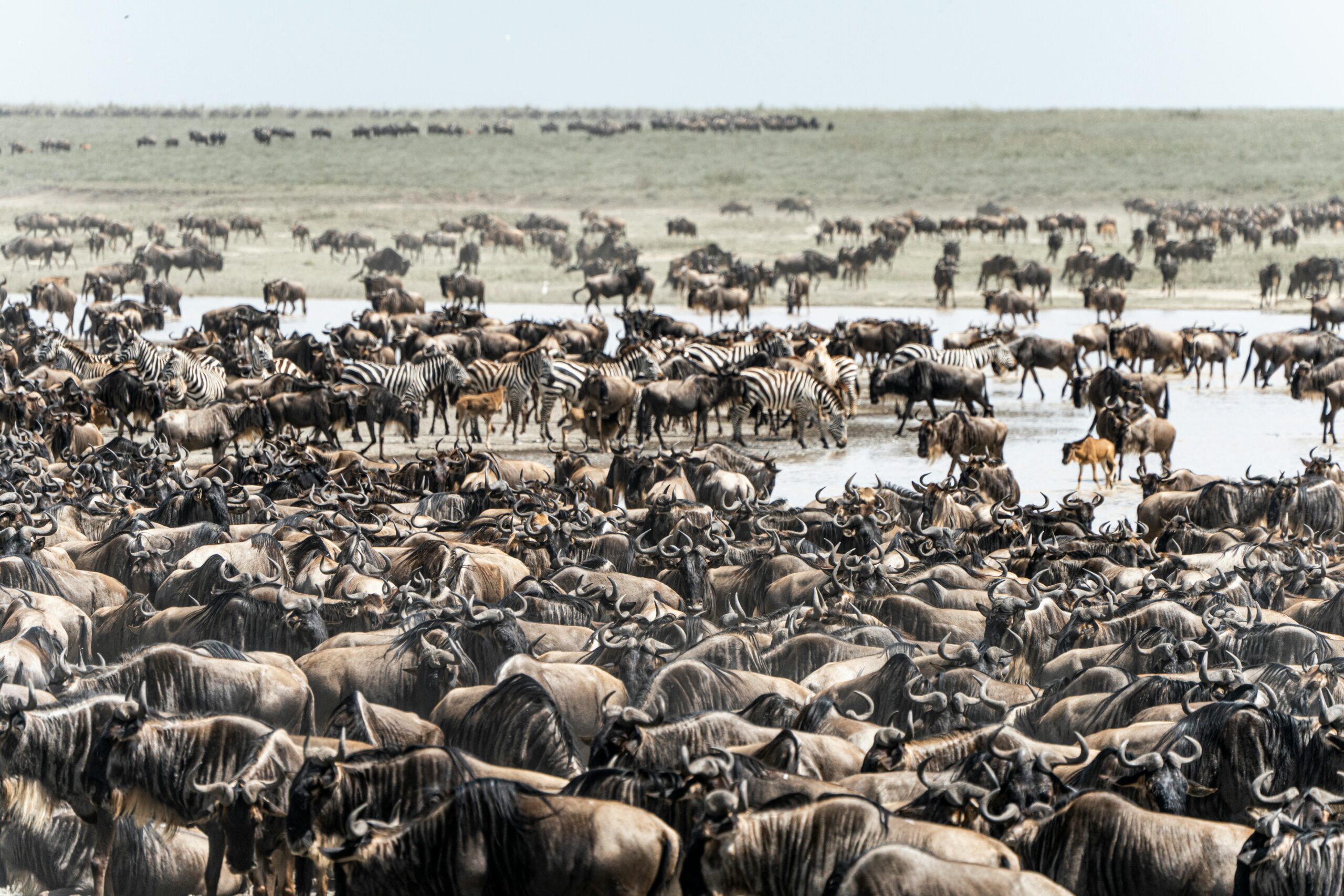 wildebeest migration tour 2025